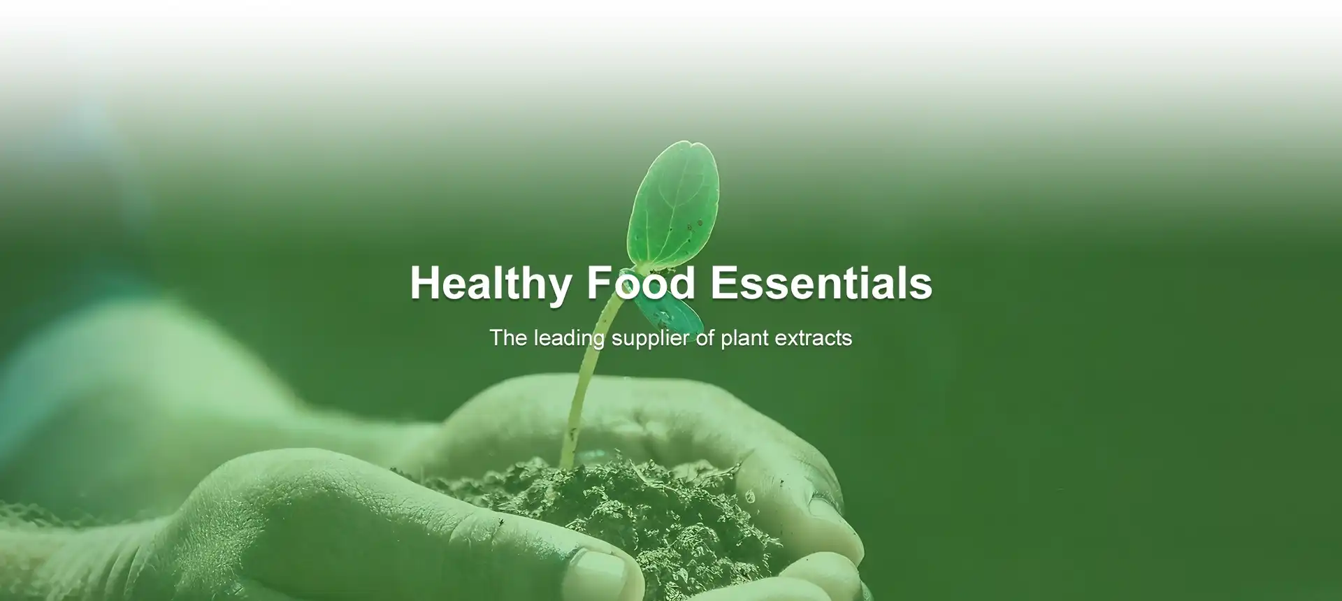 Premium Bulk Plant Extracts & Nutritional Ingredients – Earth Made Nutritions